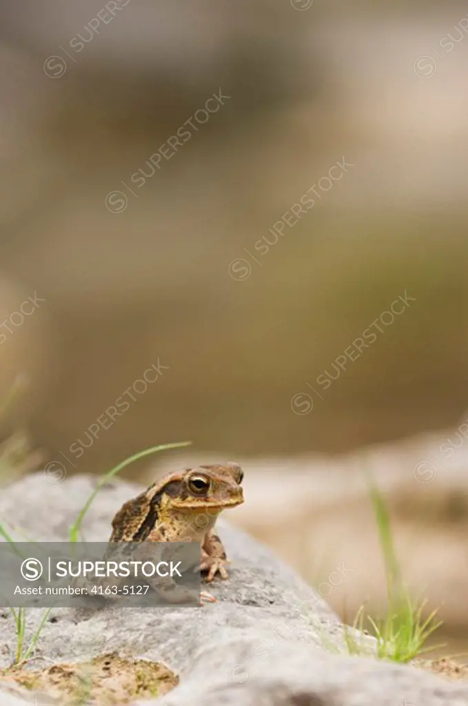 USA, TEXAS, HILL COUNTRY, GULF COAST TOAD ON ROCK