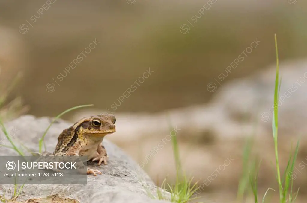 USA, TEXAS, HILL COUNTRY, TOAD ON ROCK