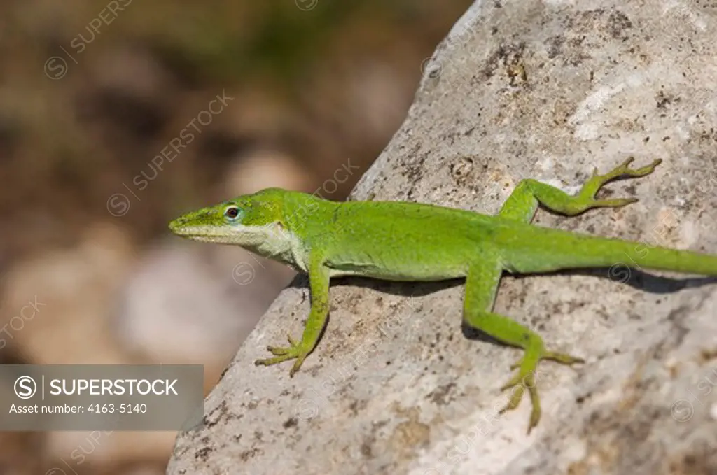 USA, TEXAS, HILL COUNTRY NEAR HUNT, GREEN ANOLE ON ROCK