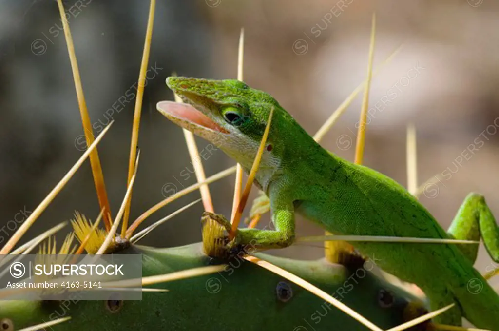 USA, TEXAS, HILL COUNTRY NEAR HUNT, GREEN ANOLE ON PRICKLY PEAR CACTUS