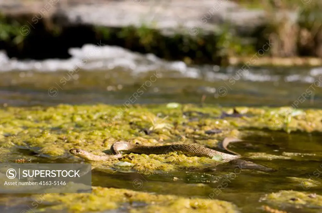 USA, TEXAS, HILL COUNTRY NEAR HUNT, WESTERN COACHWHIP SNAKE SWIMMING IN RIVER