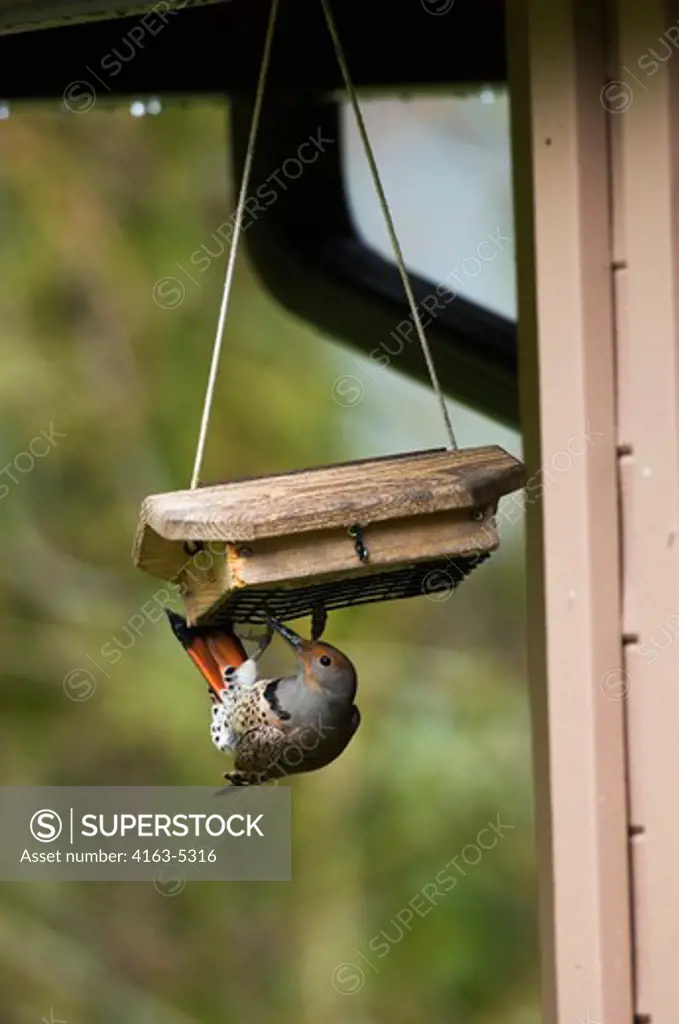 USA, WASHINGTON, BELLEVUE, NORTHERN FLICKER (Colaptes auratus) ON SUED BIRD FEEDER