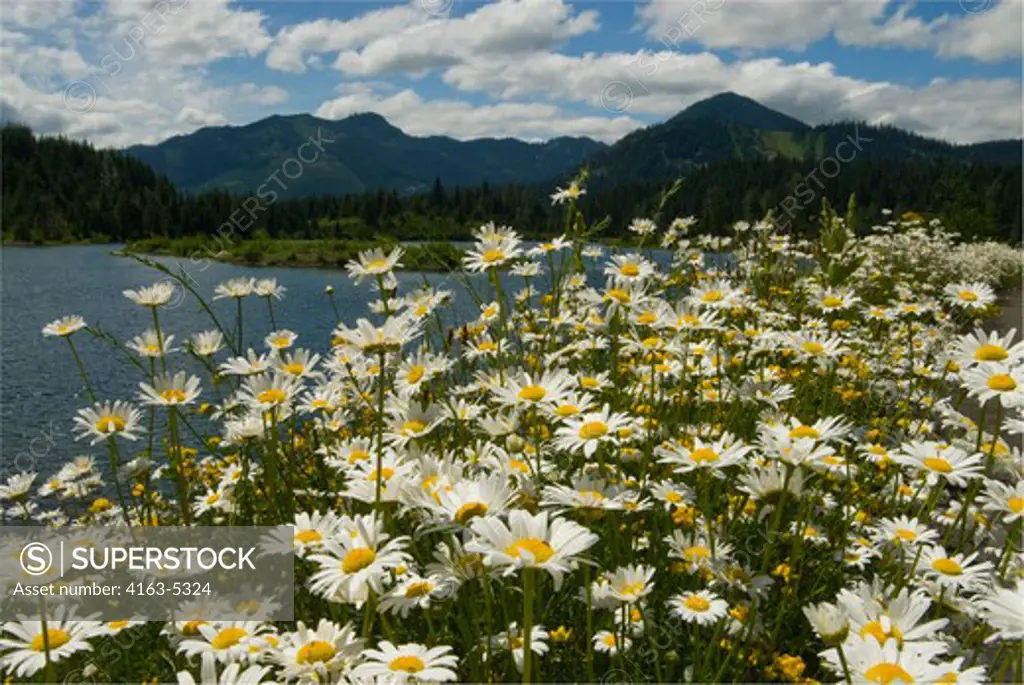 USA, WASHINGTON STATE, CASCADE MOUNTAINS NEAR SNOQUALMIE PASS, MT. BAKER-SNOQUALMIE NATIONAL FOREST, GOLD CREEK RECREATION AREA, DAISY WILDFLOWERS