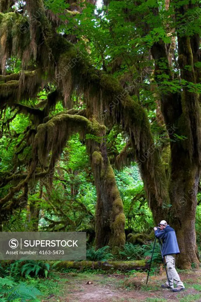USA, WASHINGTON STATE, OLYMPIC PENINSULA, OLYMPIC NATIONAL PARK, HOH RIVER RAIN FOREST, HALL OF MOSSES, PHOTOGRAPHER
