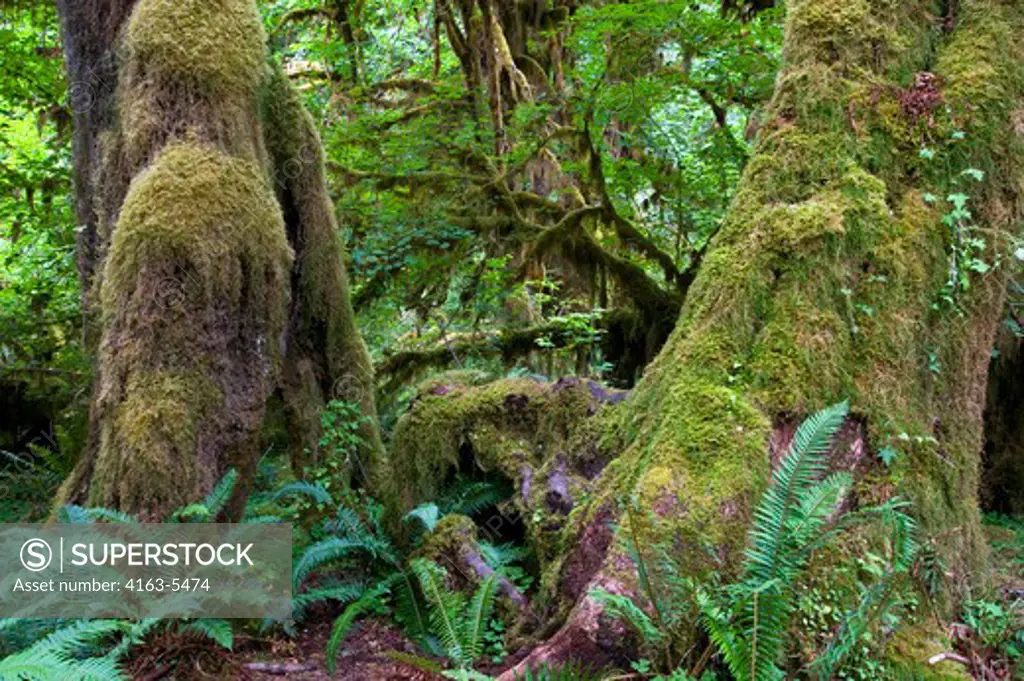 USA, WASHINGTON STATE, OLYMPIC PENINSULA, OLYMPIC NATIONAL PARK, HOH RIVER RAIN FOREST, HALL OF MOSSES
