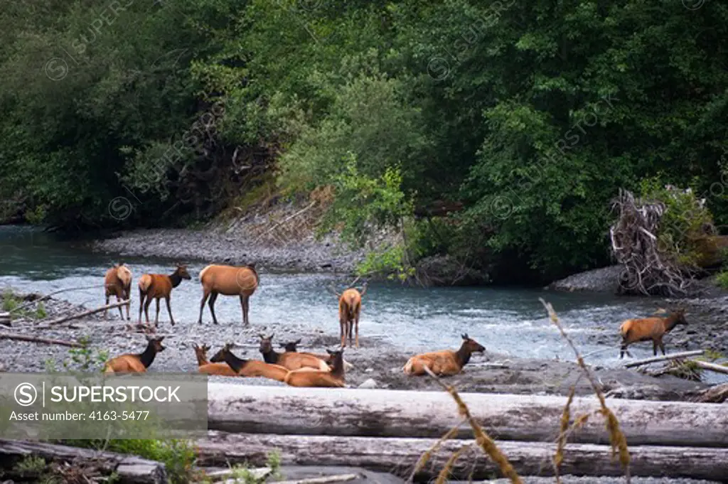 USA, WASHINGTON STATE, OLYMPIC PENINSULA, OLYMPIC NATIONAL PARK, HOH RIVER RAIN FOREST, ROOSEVELT ELK AT RIVER