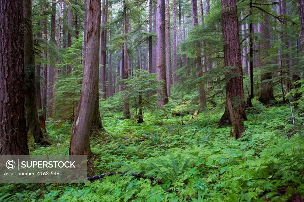 USA, WASHINGTON STATE, OLYMPIC PENINSULA, OLYMPIC NATIONAL PARK, SOL DUC RIVER VALLEY, TEMPORATE RAIN FOREST