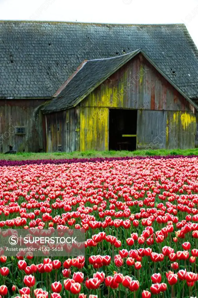 USA, WASHINGTON STATE, SKAGIT VALLEY WITH TULIP FIELDS IN SPRING, OLD BARN IN BACKGROUND