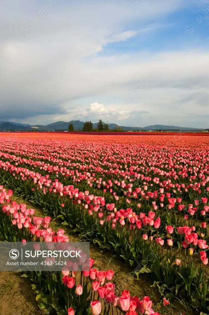 USA, WASHINGTON STATE, SKAGIT VALLEY WITH TULIP FIELDS IN SPRING