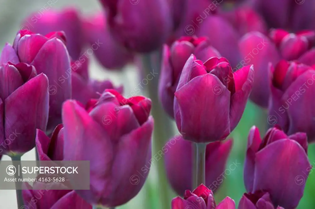 USA, WASHINGTON STATE, SKAGIT VALLEY WITH TULIP FIELDS IN SPRING, PURPLE TULIPS
