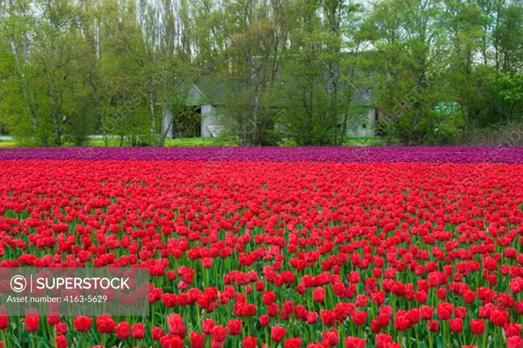 USA, WASHINGTON STATE, SKAGIT VALLEY WITH TULIP FIELDS IN SPRING, RED AND PURPLE TULIPS