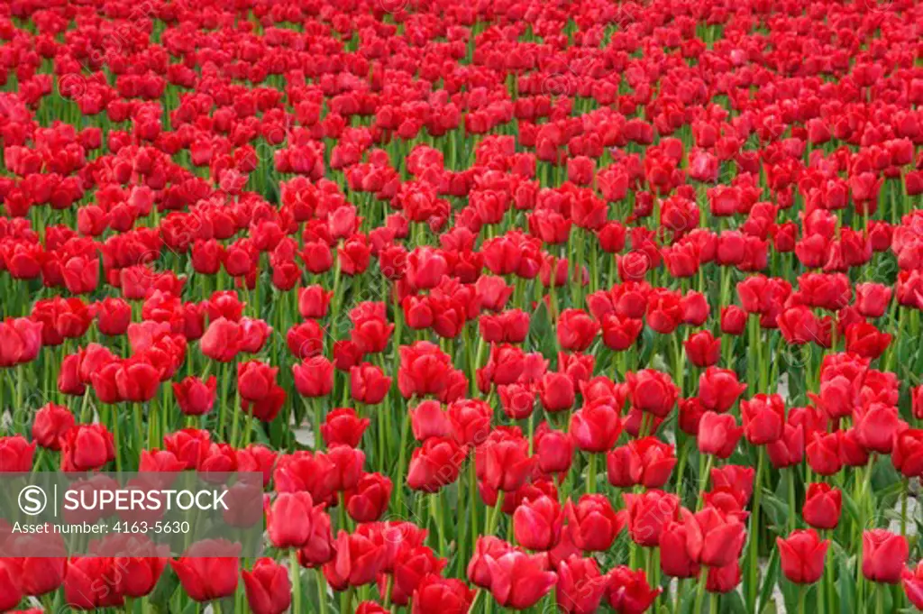 USA, WASHINGTON STATE, SKAGIT VALLEY WITH TULIP FIELDS IN SPRING, DETAIL OF RED TULIP FIELD