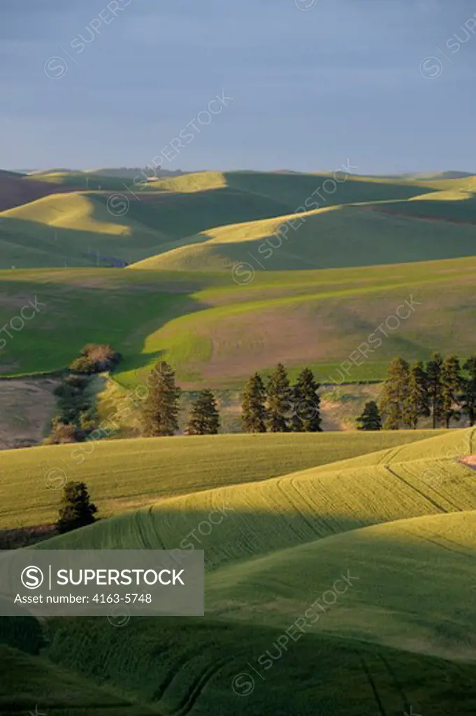 USA, WASHINGTON STATE, PALOUSE COUNTRY NEAR PULLMAN, VIEW OF ROLLING HILLS, FIELDS IN EVENING LIGHT