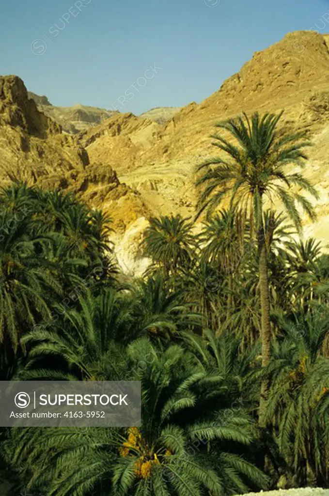 AFRICA, TUNISIA, SAHARA DESERT, NEFTA OASIS, DATE PALM TREES