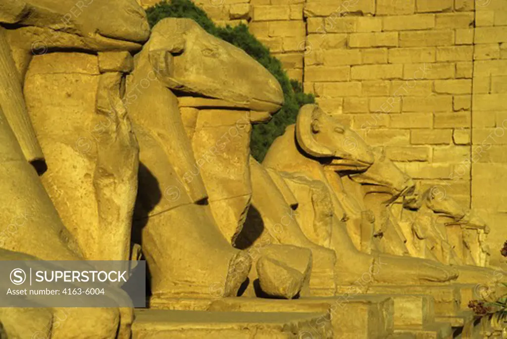 EGYPT, LUXOR, VIEW OF THE RAM STATUES AT THE ENTRANCE TO THE TEMPLE OF KARNAK