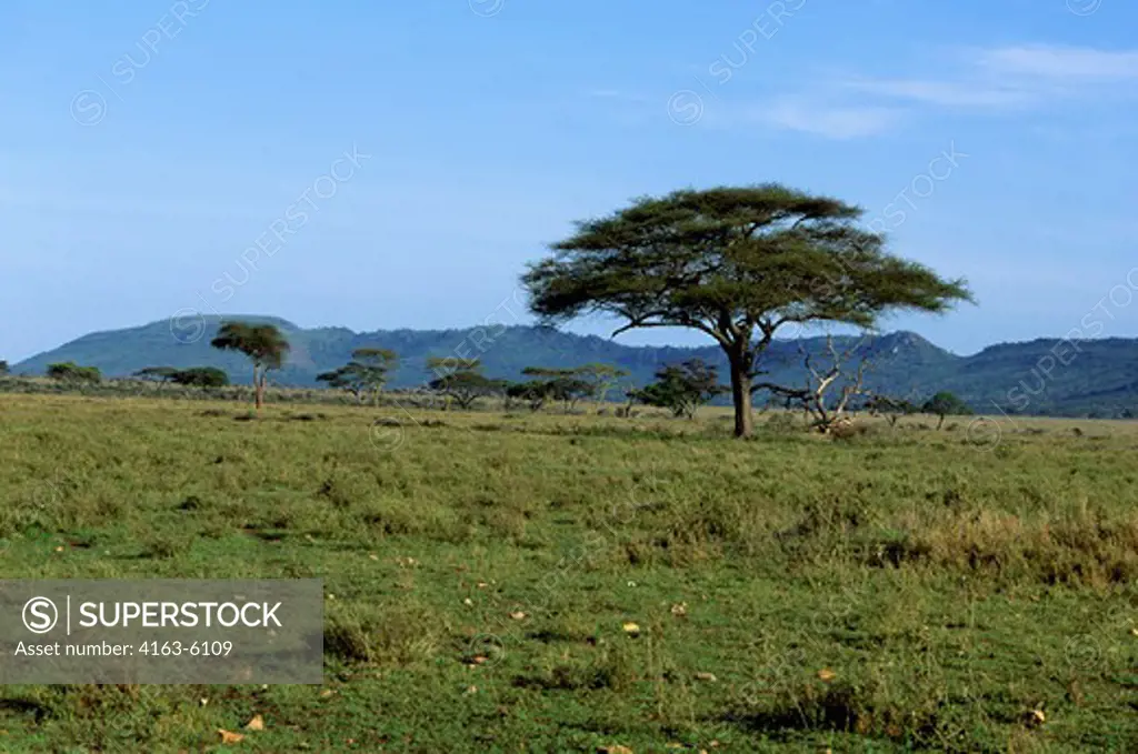 TANZANIA, SERENGETI, ACACIA TREES