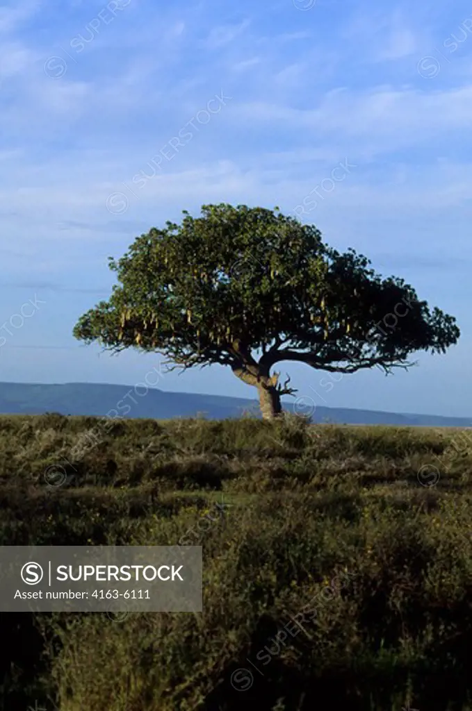 TANZANIA, SERENGETI, SAUSAGE TREE