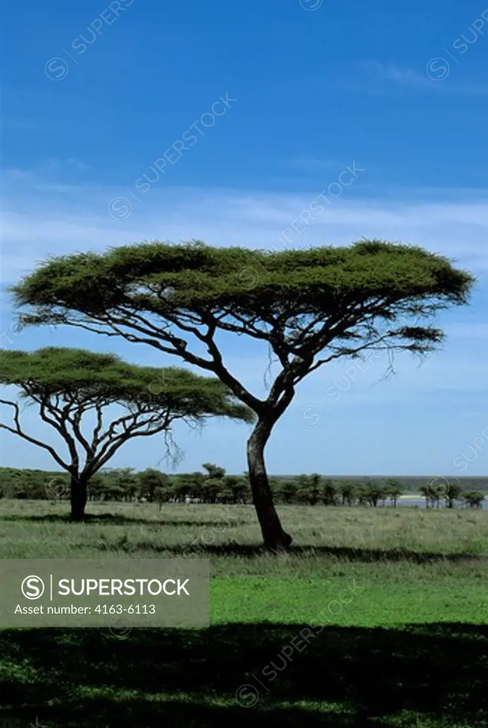 TANZANIA, SERENGETI, UMBRELLA ACACIA TREE, Acacia tortilis