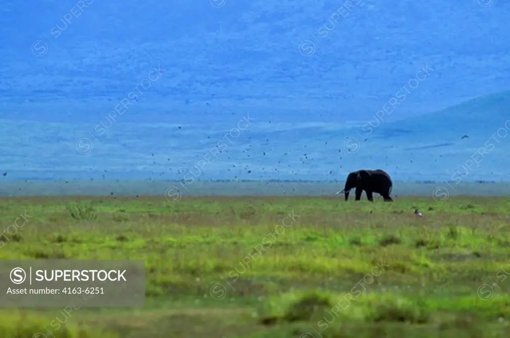 TANZANIA, NGORONGORO CRATER, ELEPHANT BULL