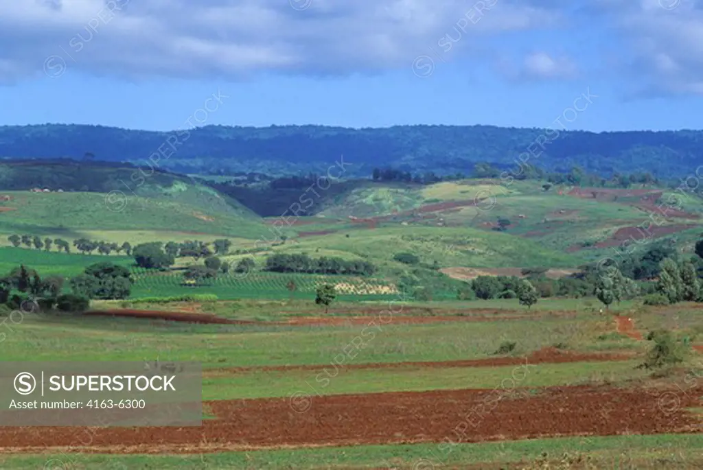 TANZANIA, NEAR ARUSHA, AGRICULTURAL FIELDS, MEN PLOWING FIELD