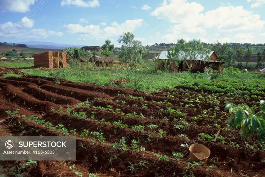 TANZANIA, NEAR ARUSHA, AGRICULTURAL FIELDS