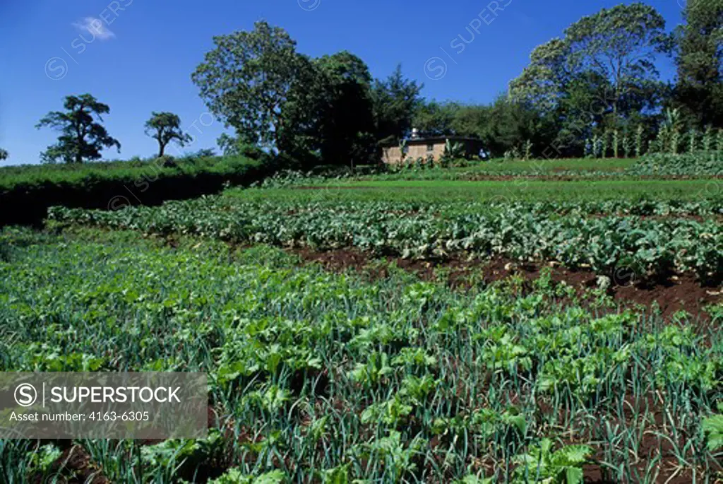 TANZANIA, NEAR ARUSHA, AGRICULTURAL FIELDS WITH ARTICHOKES, ONIONS AND OTHER VEGETABLES