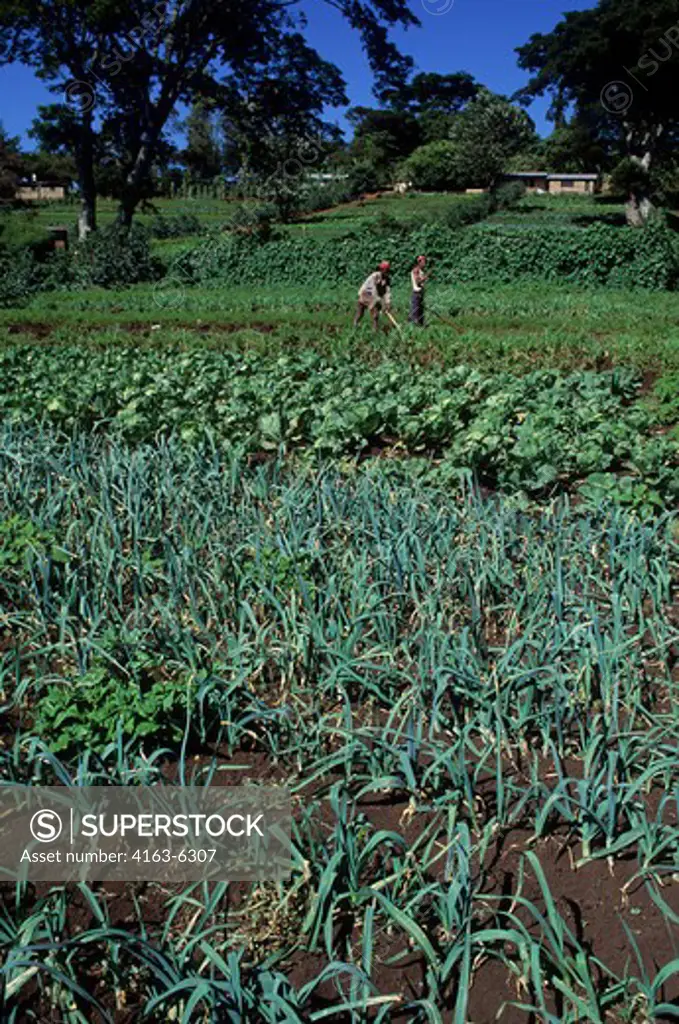 TANZANIA, NEAR ARUSHA, MEN WORKING IN VEGETABLE FIELDS, ONIONS AND CABBAGES