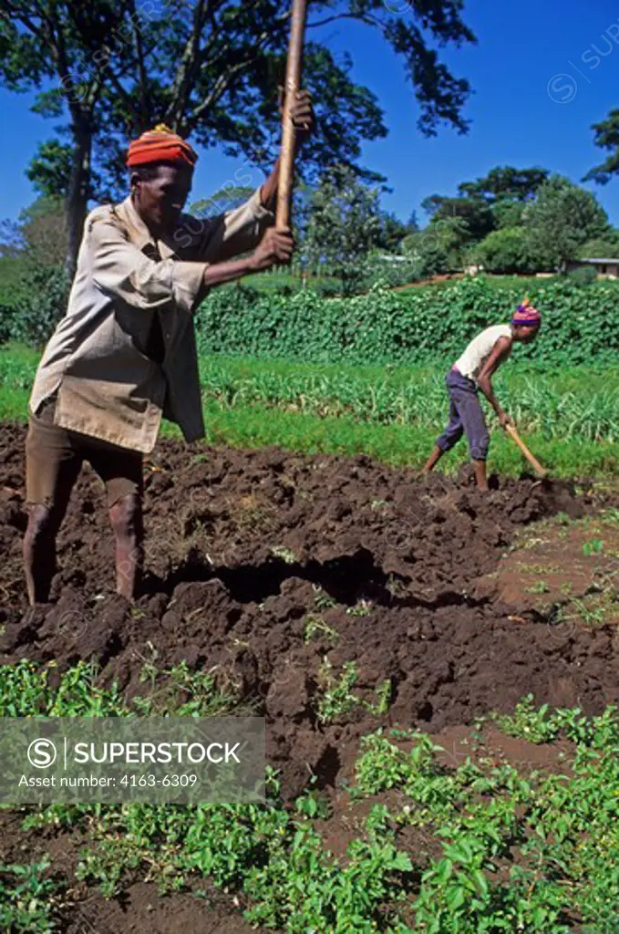TANZANIA, NEAR ARUSHA, PEOPLE WORKING IN VEGETABLE FIELDS
