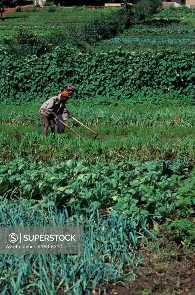 TANZANIA, NEAR ARUSHA, PEOPLE WORKING IN VEGETABLE FIELDS
