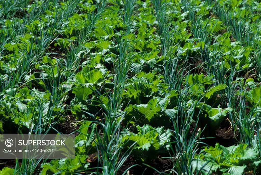 TANZANIA, NEAR ARUSHA, AGRICULTURAL FIELDS, VEGETABLES