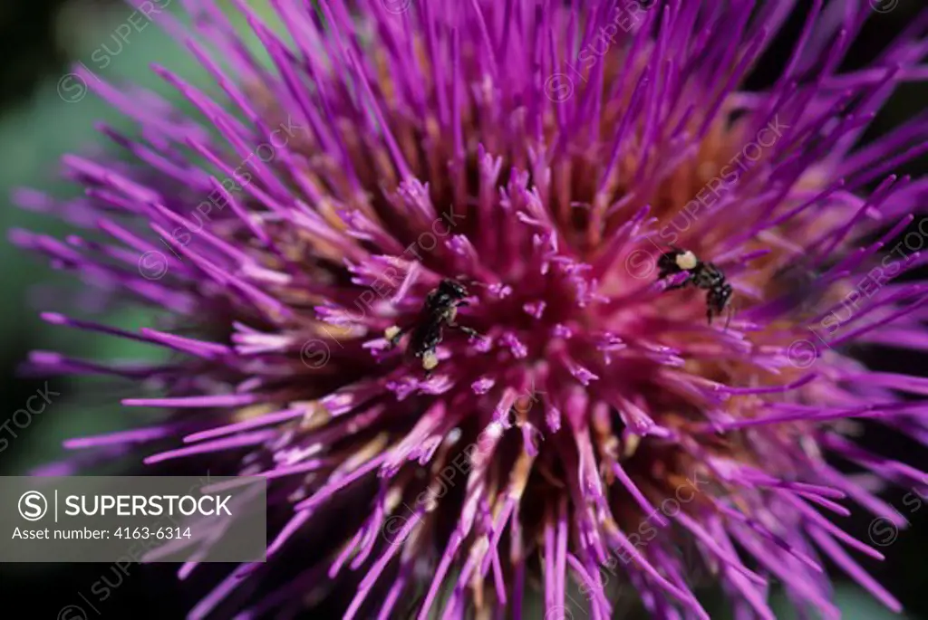 TANZANIA, NEAR ARUSHA, ARTICHOKE FLOWER WITH BEES