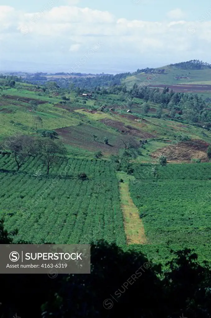 TANZANIA, NEAR ARUSHA, COFFEE PLANTATION