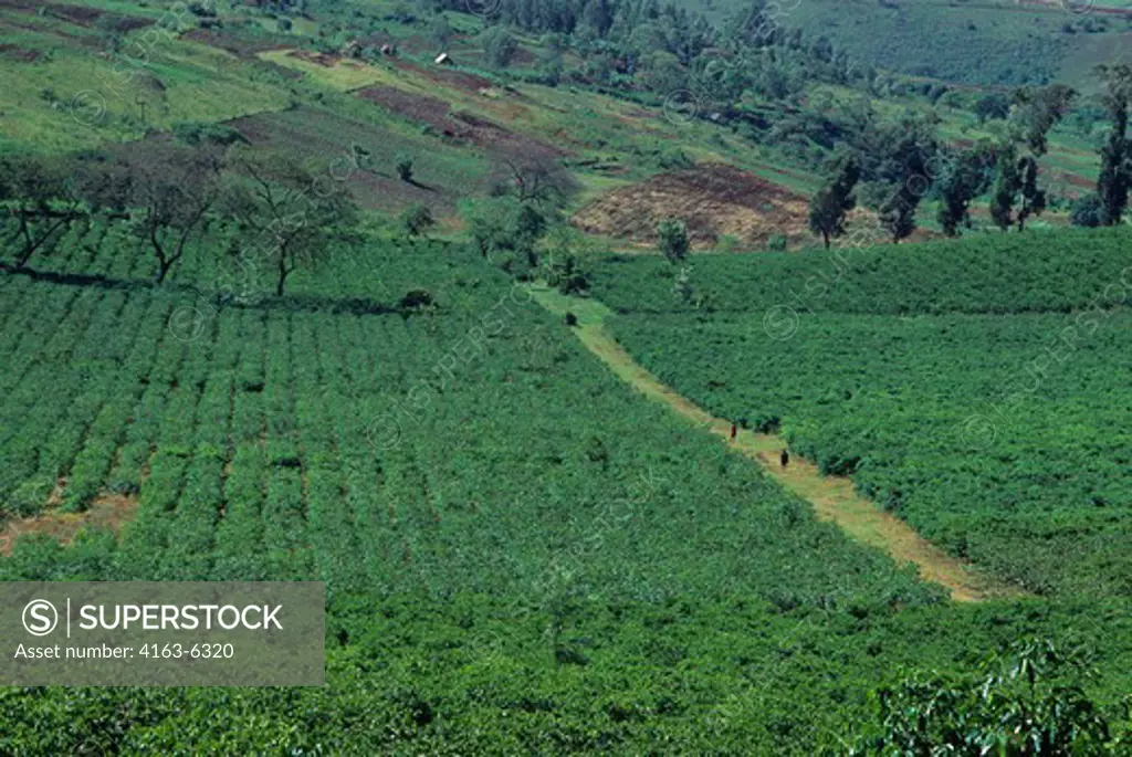 TANZANIA, NEAR ARUSHA, COFFEE PLANTATION