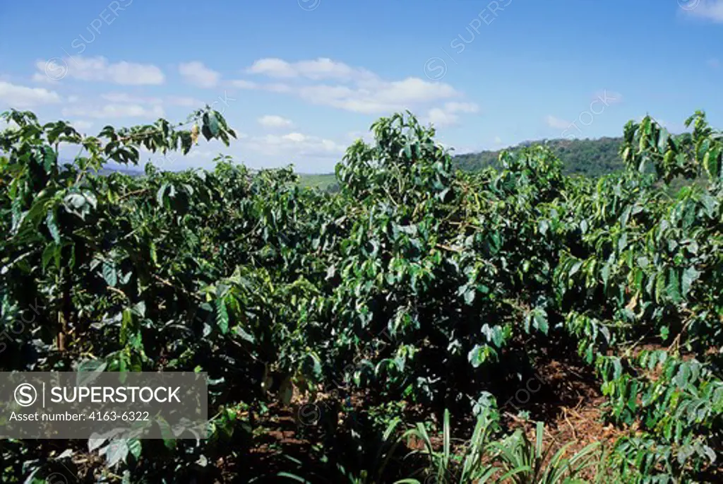 TANZANIA, NEAR ARUSHA, COFFEE PLANTATION, COFFEE BUSHES