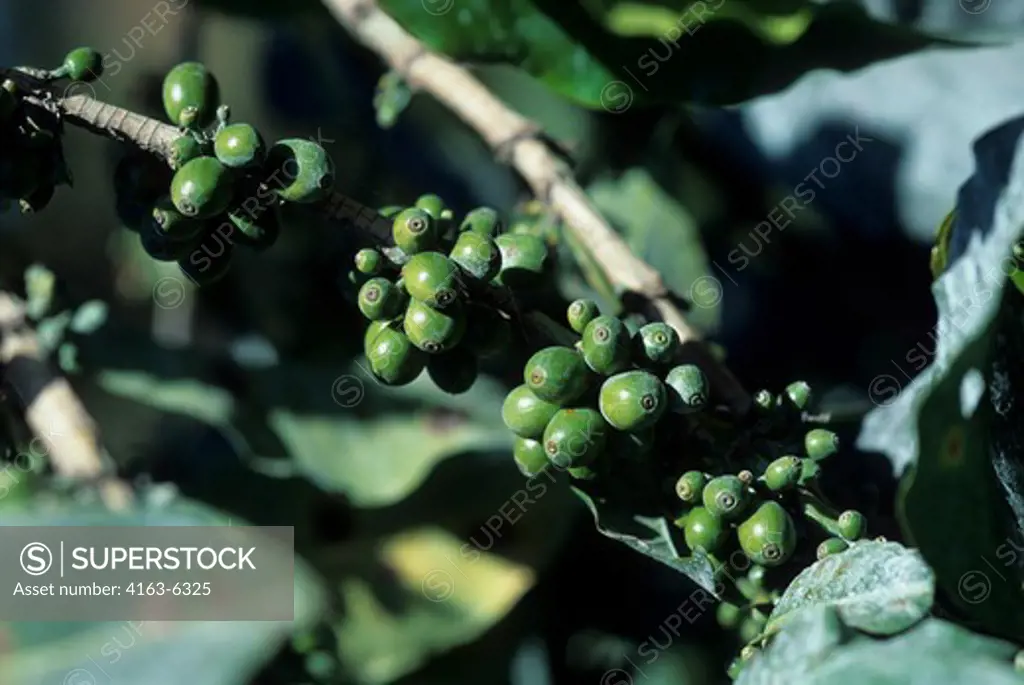 TANZANIA, NEAR ARUSHA, COFFEE PLANTATION, COFFEE BEANS ON PLANT