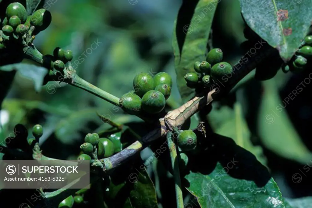 TANZANIA, NEAR ARUSHA, COFFEE PLANTATION, COFFEE BEANS ON PLANT