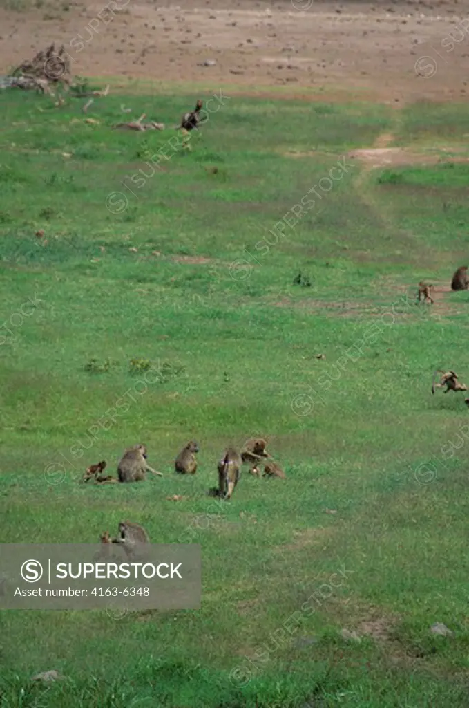KENYA, AMBOSELI NATIONAL PARK, YELLOW BABOONS (Papio cynocephalus)