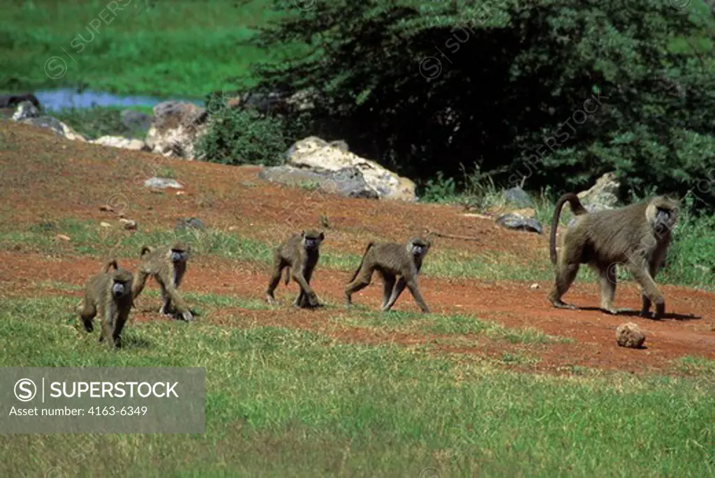 KENYA, AMBOSELI NATIONAL PARK, YELLOW BABOONS (Papio cynocephalus)