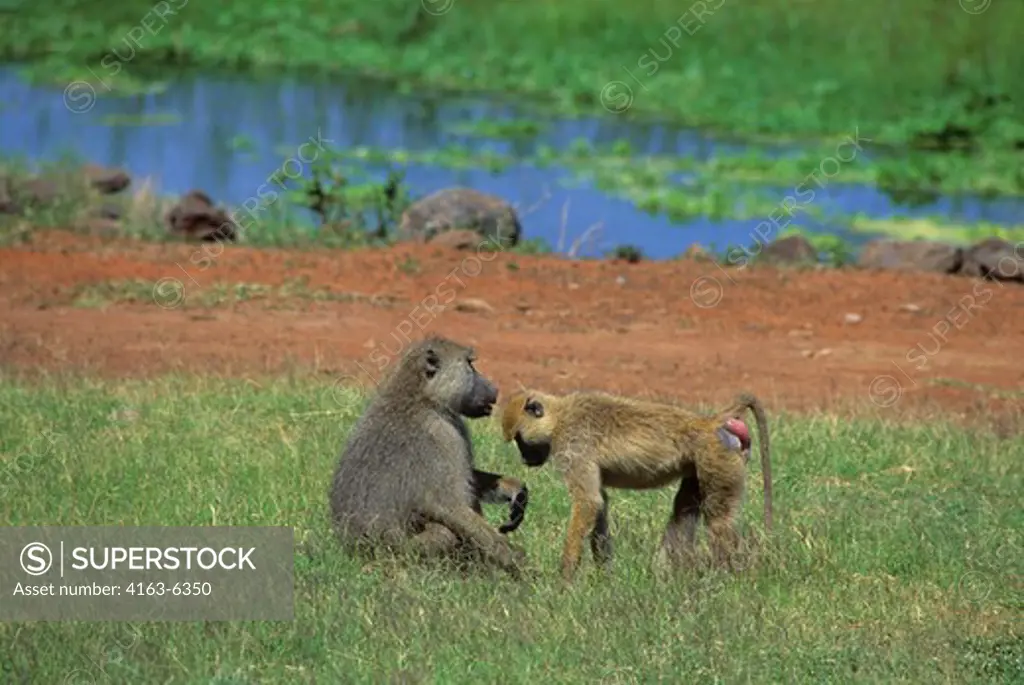 KENYA, AMBOSELI NATIONAL PARK, YELLOW BABOONS (Papio cynocephalus), MALE & FEMALE