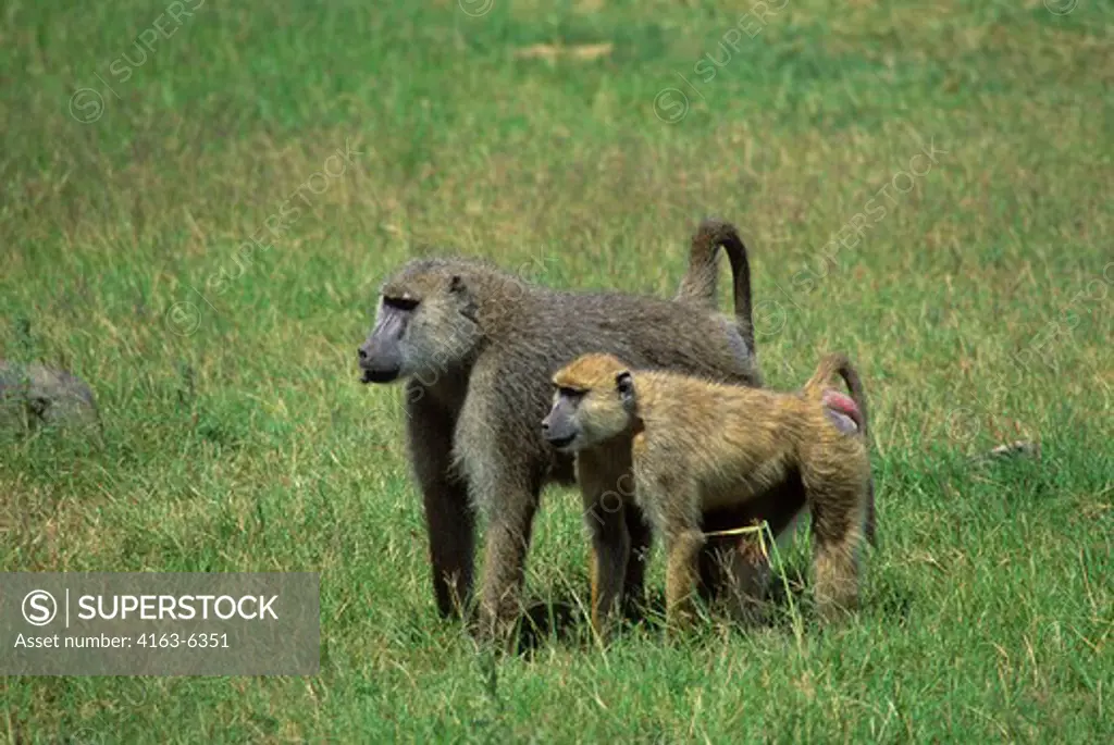 KENYA, AMBOSELI NATIONAL PARK, YELLOW BABOONS (Papio cynocephalus), MALE & FEMALE