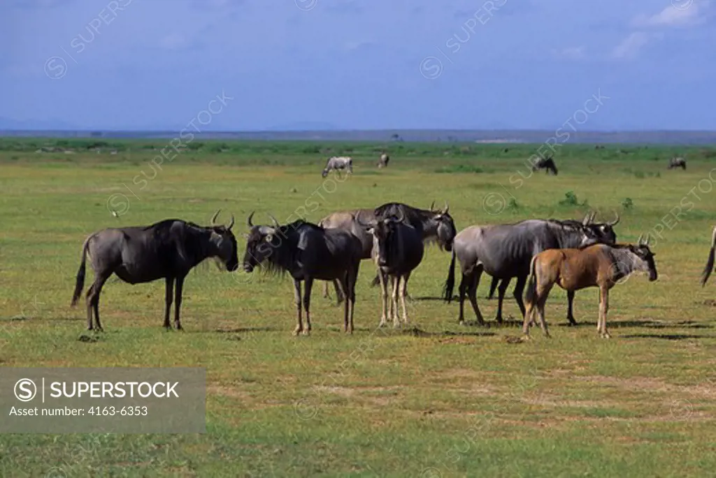 KENYA, AMBOSELI NATIONAL PARK, WILDEBEESTS