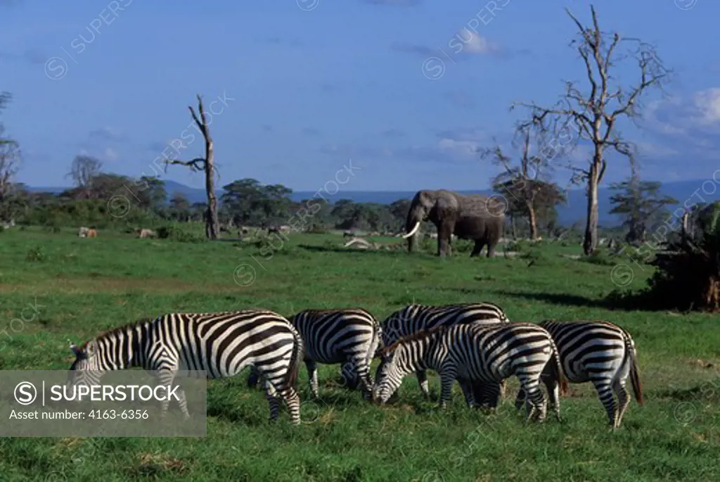KENYA, AMBOSELI NATIONAL PARK, GRAZING BURCHELL'S ZEBRAS WITH ELEPHANT IN BACKGROUND