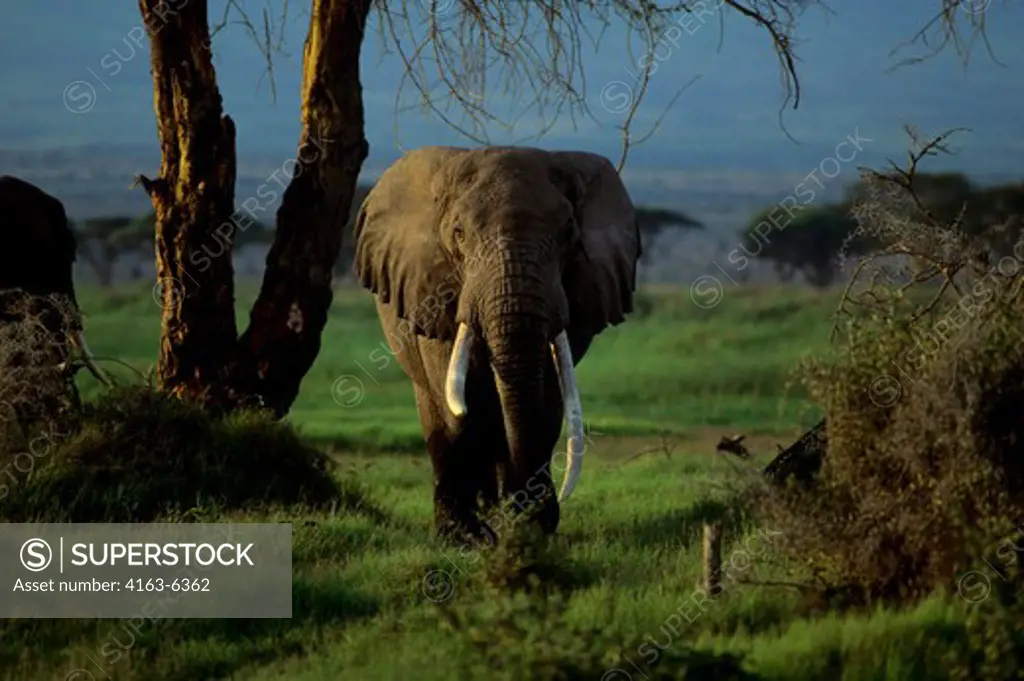 KENYA, AMBOSELI NAT'L PARK ELEPHANT