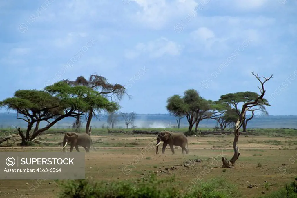 KENYA, AMBOSELI NAT'L PARK ELEPHANTS