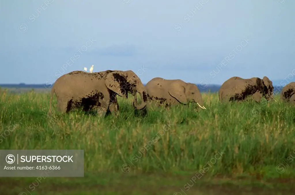 KENYA, AMBOSELI NAT'L PARK ELEPHANTS WITH CATTLE EGRETS