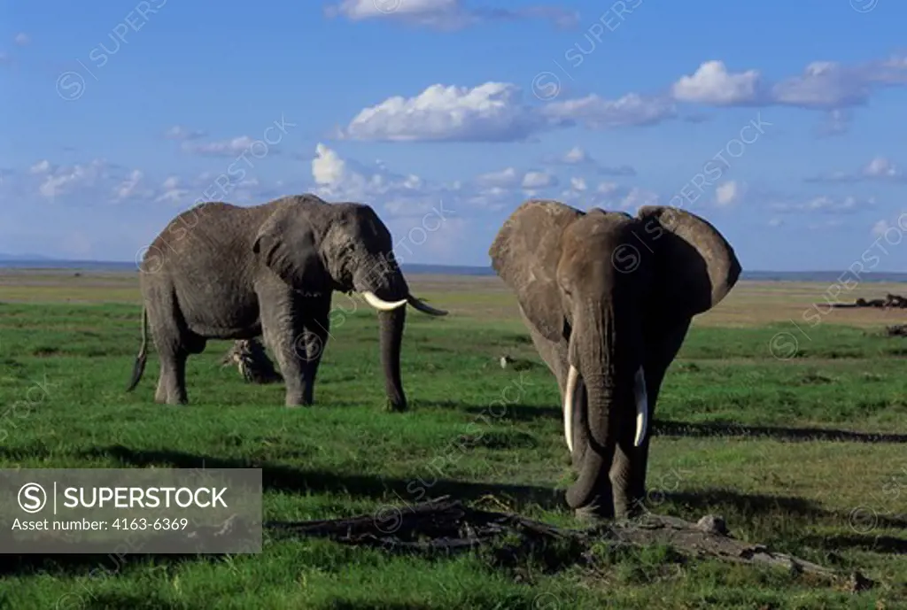 KENYA, AMBOSELI NATIONAL PARK, ELEPHANTS