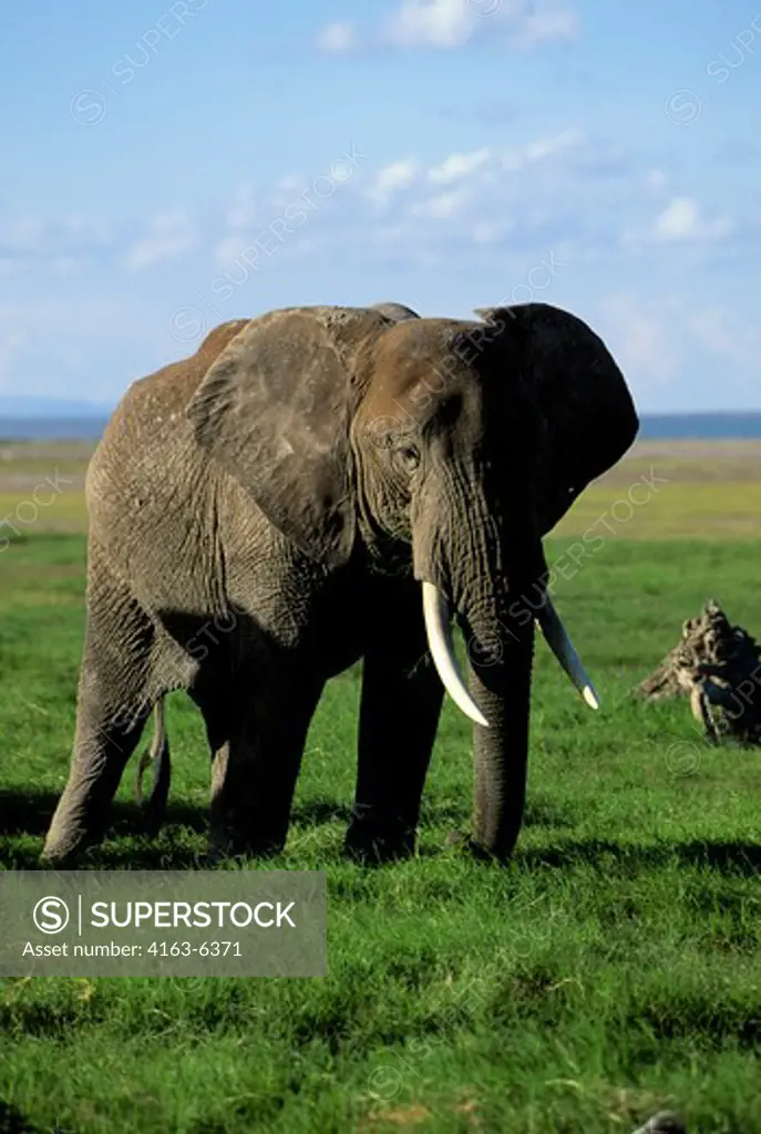 KENYA, AMBOSELI NAT'L PARK ELEPHANT