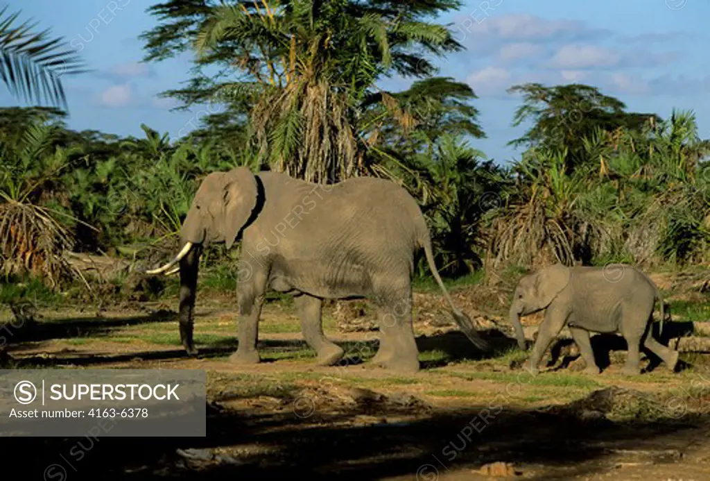 KENYA, AMBOSELI NAT'L PARK ELEPHANTS, MOTHER WITH CALF