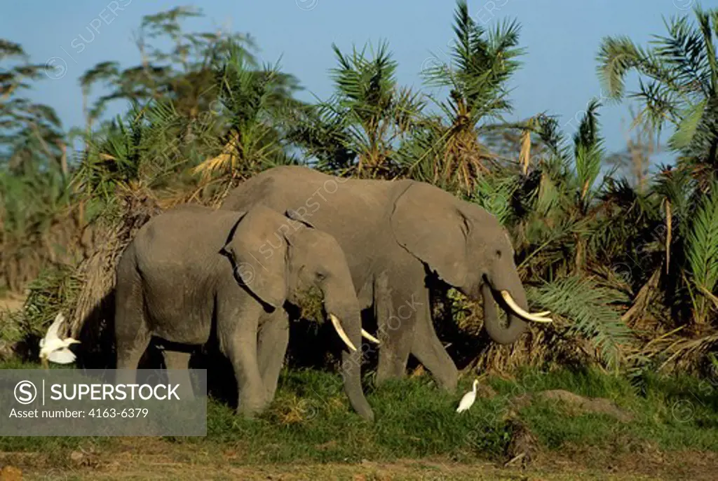 KENYA, AMBOSELI NAT'L PARK ELEPHANTS