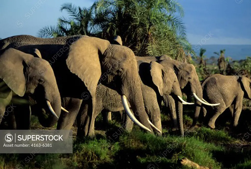 KENYA,AMBOSELI NAT'L PARK ELEPHANT HERD